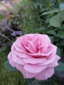 IMG_20250711_204025.jpg