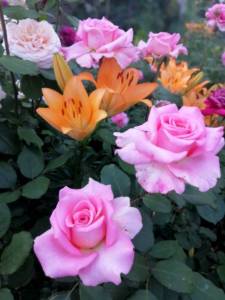 IMG_20250711_204147.jpg