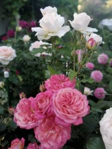 IMG_20250711_204454.jpg