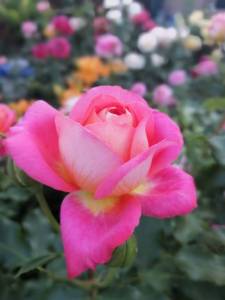 IMG_20250711_204616.jpg