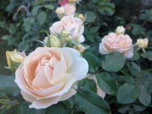 IMG_20250711_204710.jpg