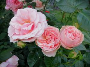 IMG_20250711_204847.jpg
