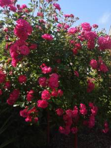 IMG_20250712_094953.thumb.jpg.9dac946ab7d9cd204fba63c7e41cfbb1.jpg