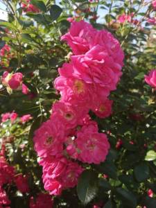 IMG_20250712_095017.thumb.jpg.e71ec0f836292c8df0cfd569094a637f.jpg