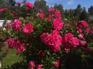 IMG_20250712_095435.thumb.jpg.81b551bf25a7b74ad2bd1caf1bf1e60e.jpg