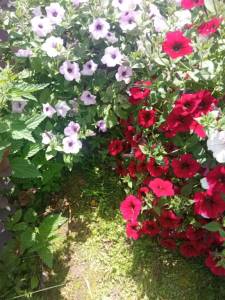 IMG_20250712_115156.thumb.jpg.52b8ae84f50700b8c850c206748300ae.jpg