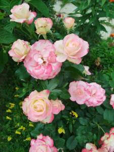 IMG_20250712_174148.jpg