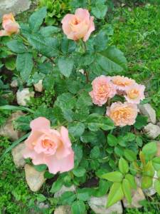 IMG_20250712_174314.jpg