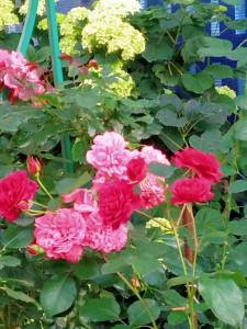 IMG_20250712_203041_359.jpg