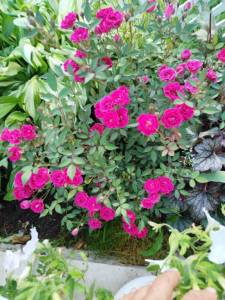 IMG_20250712_203056.jpg