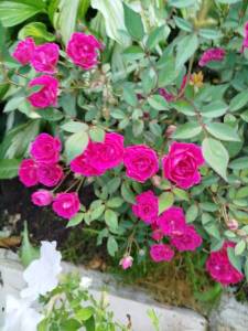 IMG_20250712_203102.jpg