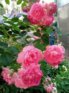 IMG_20250712_203159_170.jpg