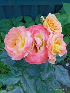 IMG_20250713_092642.jpg