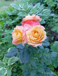 IMG_20250713_093233.jpg