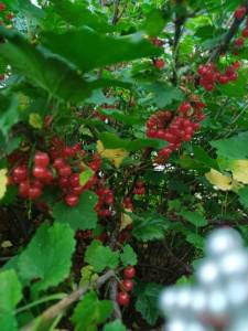 IMG_20250713_122618.jpg