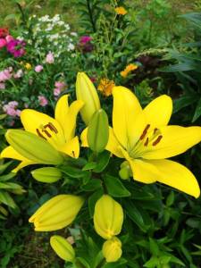 IMG_20250713_124135.jpg