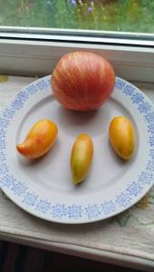 IMG_20250713_151500.thumb.jpg.ac9be7cc40eadc54c510006144649a3d.jpg
