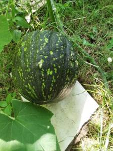 IMG_20250714_085213.jpg