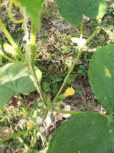IMG_20250714_092748.jpg