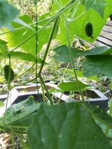 IMG_20250714_093018.jpg