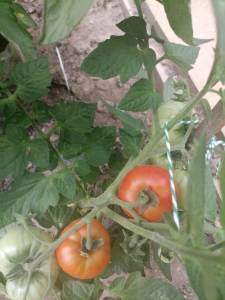 IMG_20250715_151408.thumb.jpg.b73cc1c037169457640a0cd90a7c3b4f.jpg