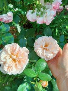 IMG_20250715_185617_162.jpg