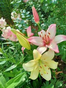 IMG_20250715_185631_930.jpg