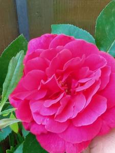 IMG_20250715_185703_266.jpg