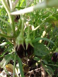 IMG_20250716_075035_760.jpg