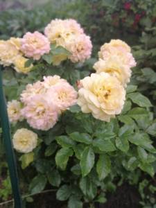 IMG_20250716_084732.jpg