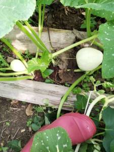 IMG_20250716_092651.jpg