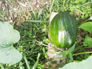 IMG_20250716_092730.jpg
