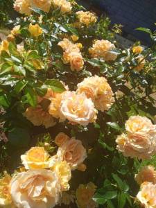 IMG_20250716_124214_608.jpg