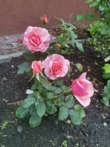 IMG_20250716_151804.jpg
