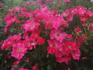 IMG_20250716_153028.thumb.jpg.2b9b13a6599ed817fe3d5408cac8c099.jpg