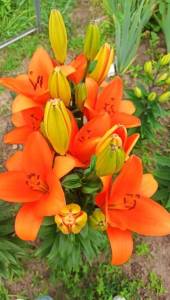 IMG_20250716_172855.jpg