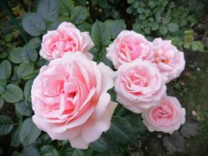 IMG_20250716_180001.jpg