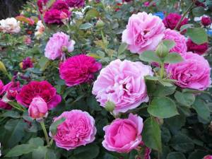 IMG_20250716_182034.jpg