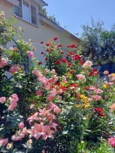 IMG_20250717_123406_642.jpg