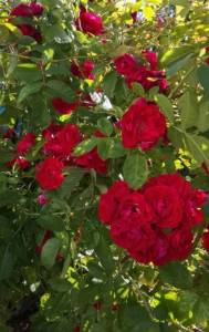 IMG_20250719_085939.thumb.jpg.3d7a8b277cce293970948eb2d556accf.jpg