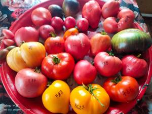 IMG_20250719_111905.thumb.jpg.124dc1a529ece6d524ce09d1968a7299.jpg