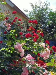 IMG_20250719_122120_275.jpg