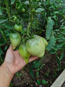 IMG_20250719_130847_351.thumb.jpg.b5a8fbc014f4423b5a8a0bf641ea16e2.jpg