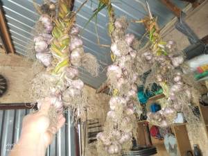 IMG_20250719_141349.thumb.jpg.70b1053528f21c5cd320e49f1d27a055.jpg