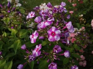 IMG_20250720_083036.thumb.jpg.edfe2ae800a981afec5862bb66158bac.jpg