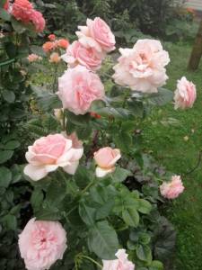 IMG_20250720_165711_1.jpg