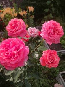 IMG_20250720_165757.jpg