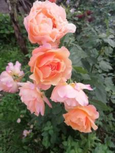 IMG_20250720_172255.jpg