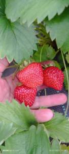 IMG_20250720_192953.jpg