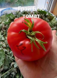 IMG_20250721_121842_209.thumb.jpg.c0e279500c81461d8e5e2e488cc1f0e5.jpg
